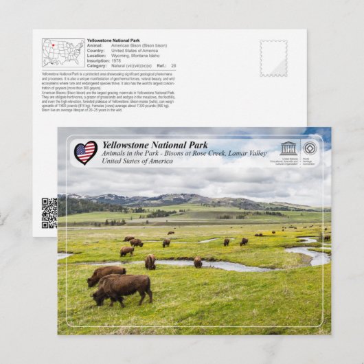 Nationaal Park Yellowstone - Amerikaans gif Briefkaart (Voorkant / Achterkant)