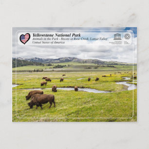 Nationaal Park Yellowstone - Amerikaans gif Briefkaart