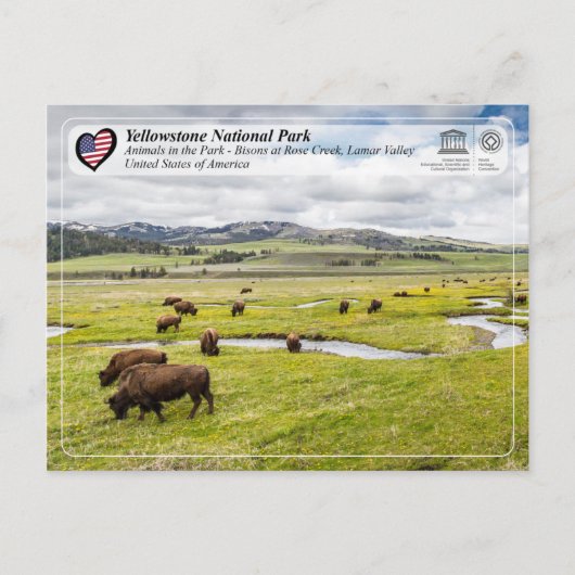 Nationaal Park Yellowstone - Amerikaans gif Briefkaart (Voorkant)