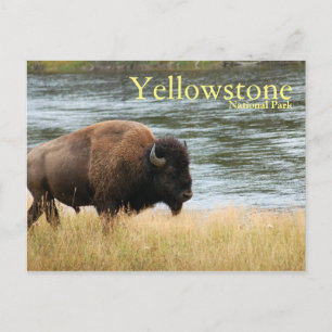 Nationaal Park Yellowstone, Bison Briefkaart