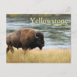 Nationaal Park Yellowstone, Bison Briefkaart