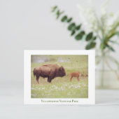 Nationaal Park Yellowstone - Bizon en Kalf Briefkaart (Staand voorkant)