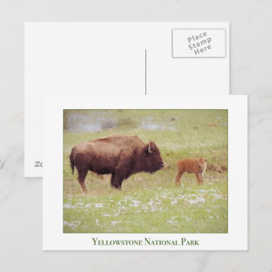 Nationaal Park Yellowstone - Bizon en Kalf Briefkaart (Voorkant / Achterkant)
