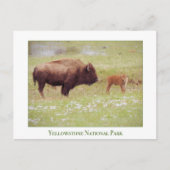Nationaal Park Yellowstone - Bizon en Kalf Briefkaart (Voorkant)
