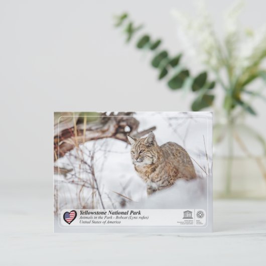 Nationaal Park Yellowstone - Bobcat Briefkaart (Staand voorkant)