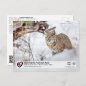 Nationaal Park Yellowstone - Bobcat Briefkaart (Voorkant / Achterkant)