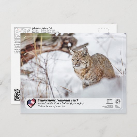 Nationaal Park Yellowstone - Bobcat Briefkaart (Voorkant / Achterkant)