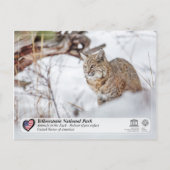 Nationaal Park Yellowstone - Bobcat Briefkaart (Voorkant)