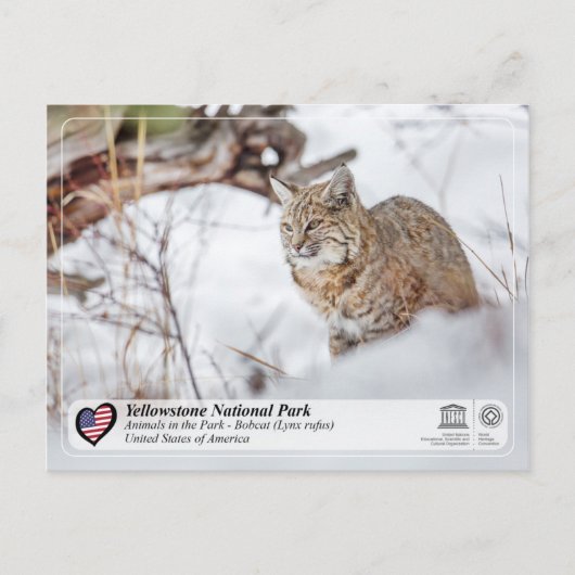 Nationaal Park Yellowstone - Bobcat Briefkaart (Voorkant)