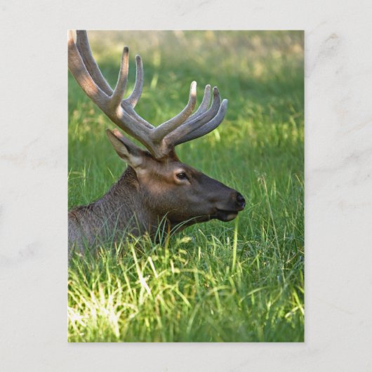 nationaal park yellowstone briefkaart (Voorkant)