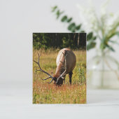 nationaal park yellowstone briefkaart (Staand voorkant)