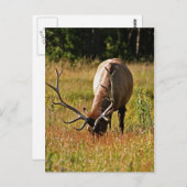 nationaal park yellowstone briefkaart (Voorkant / Achterkant)