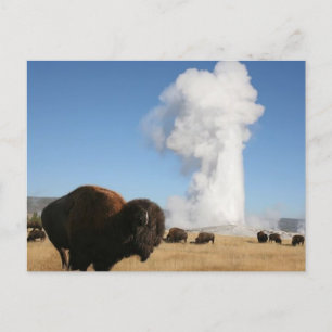 Nationaal Park Yellowstone Briefkaart