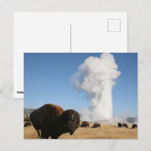 Nationaal Park Yellowstone Briefkaart (Voorkant / Achterkant)