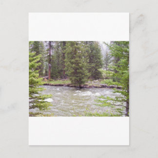 Nationaal Park Yellowstone Briefkaart