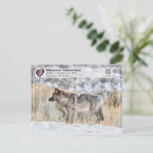 Nationaal park Yellowstone - Grijze Wolf Briefkaart (Staand voorkant)