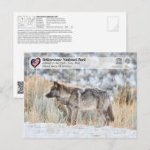Nationaal park Yellowstone - Grijze Wolf Briefkaart (Voorkant / Achterkant)