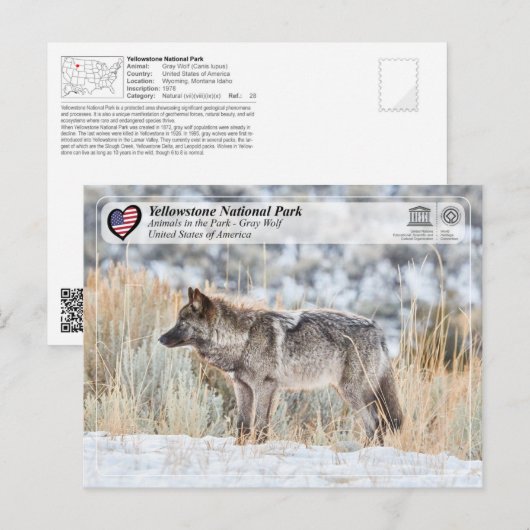 Nationaal park Yellowstone - Grijze Wolf Briefkaart (Voorkant / Achterkant)