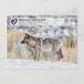 Nationaal park Yellowstone - Grijze Wolf Briefkaart (Voorkant)