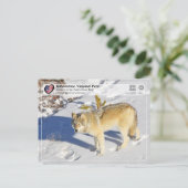 Nationaal park Yellowstone - Grijze Wolf Briefkaart (Staand voorkant)