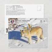 Nationaal park Yellowstone - Grijze Wolf Briefkaart (Voorkant / Achterkant)