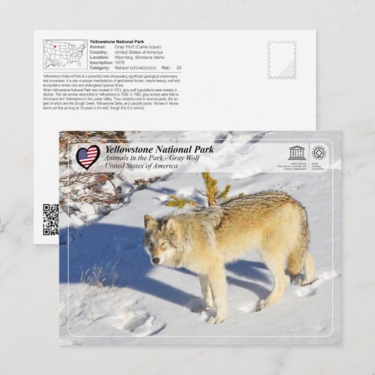 Nationaal park Yellowstone - Grijze Wolf Briefkaart (Voorkant / Achterkant)