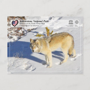 Nationaal park Yellowstone - Grijze Wolf Briefkaart