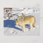 Nationaal park Yellowstone - Grijze Wolf Briefkaart (Voorkant)