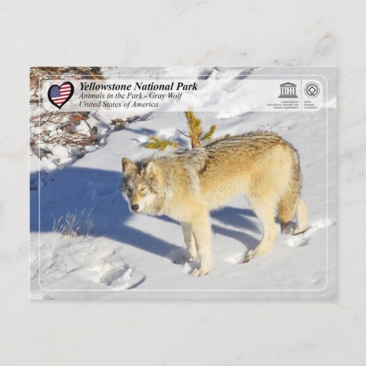 Nationaal park Yellowstone - Grijze Wolf Briefkaart (Voorkant)