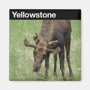 Nationaal Park Yellowstone Magneet