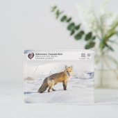 Nationaal park Yellowstone - Red Fox Briefkaart (Staand voorkant)