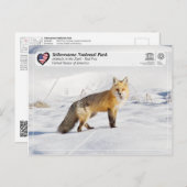 Nationaal park Yellowstone - Red Fox Briefkaart (Voorkant / Achterkant)