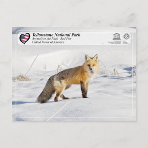 Nationaal park Yellowstone - Red Fox Briefkaart