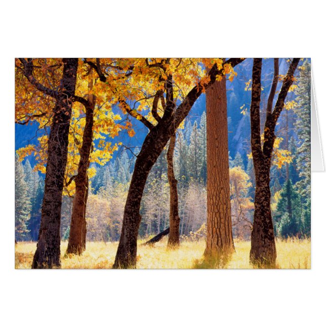 Nationaal park Yosemite (Voorkant Horizontaal)