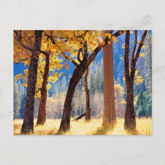 Nationaal park Yosemite Briefkaart (Voorkant)