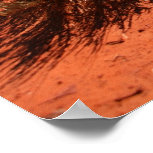 nationaal park zion poster (Hoek)