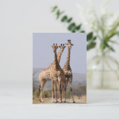 Nationaal park Zuid-Afrikaanse Giraffe Briefkaart (Staand voorkant)