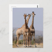 Nationaal park Zuid-Afrikaanse Giraffe Briefkaart (Voorkant / Achterkant)