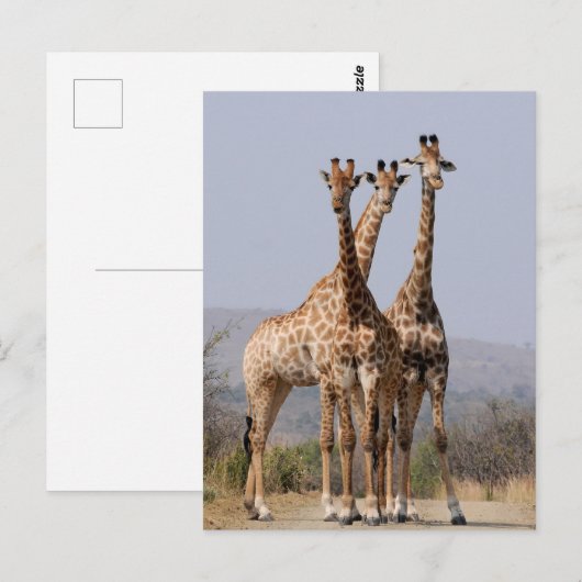 Nationaal park Zuid-Afrikaanse Giraffe Briefkaart (Voorkant / Achterkant)