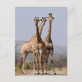 Nationaal park Zuid-Afrikaanse Giraffe Briefkaart