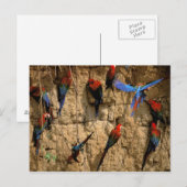 Nationaal Park Zuid-Amerika, Peru, Manu, Briefkaart (Voorkant / Achterkant)