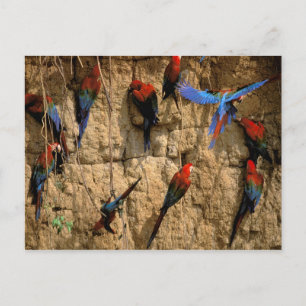 Nationaal Park Zuid-Amerika, Peru, Manu, Briefkaart