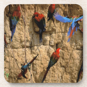 Nationaal Park Zuid-Amerika, Peru, Manu, Drankjes Onderzetter