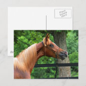 Nationaal Show Briefkaart (Voorkant / Achterkant)