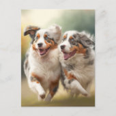 National Australian Shepherd Day, Aussie Dogs Feestdagenkaart (Voorkant)
