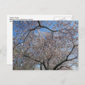 National Cherry Blossom Festival Washington DC 004 Briefkaart (Voorkant / Achterkant)