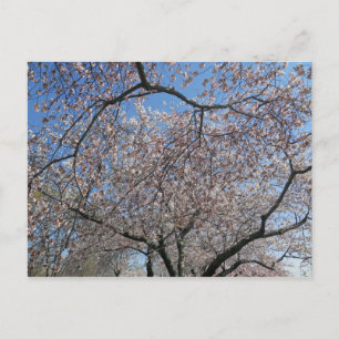 National Cherry Blossom Festival Washington DC 004 Briefkaart