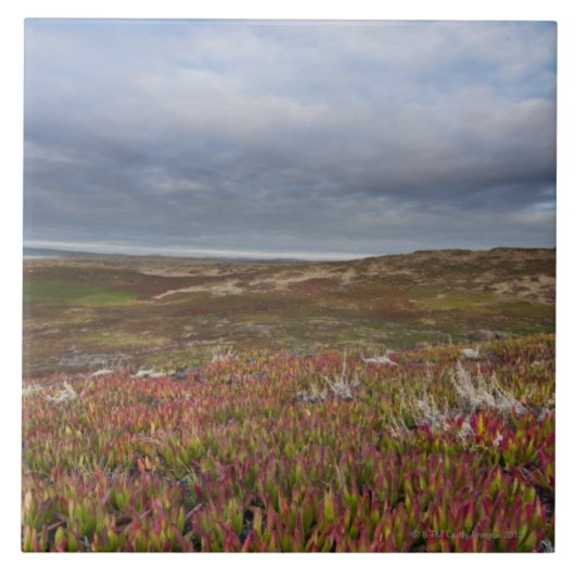 National North San Francisco 2 Point Reyes Tegeltje (Voorkant)