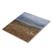 National North San Francisco 2 Point Reyes Tegeltje (Zijkant)