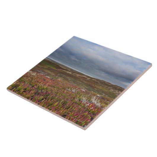 National North San Francisco 2 Point Reyes Tegeltje (Zijkant)